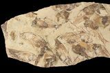 Fossil Fish (Gosiutichthys) Mortality Plate - Lake Gosiute #87810-2